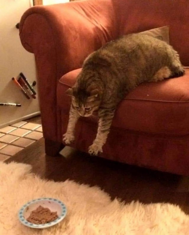 Забавные животные