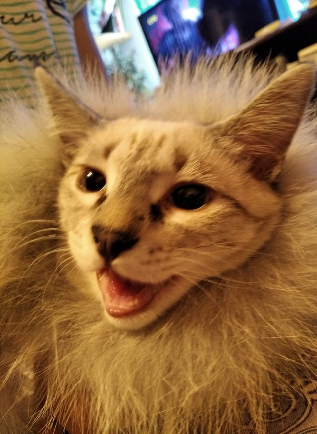 Смешные коты 18.08.20