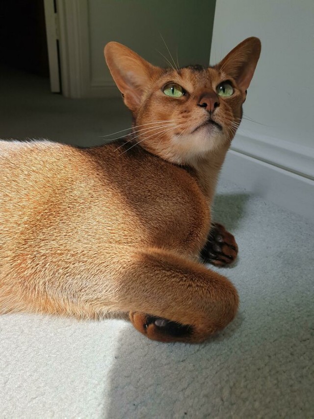 К - Котогеничность