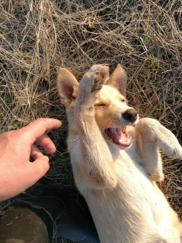 Собака на сене
