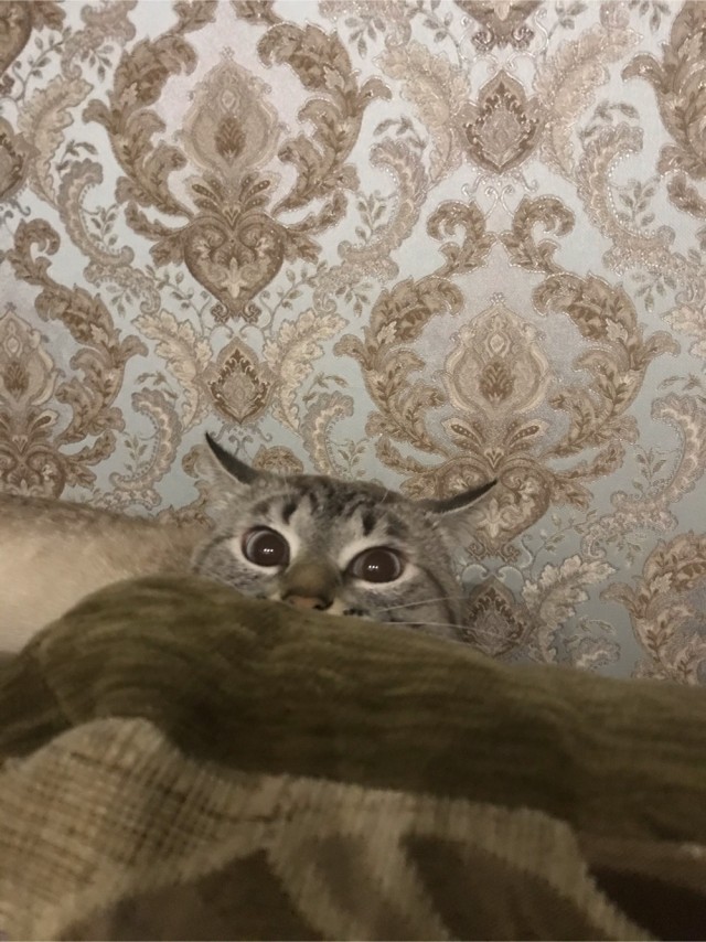 Вторник-кото