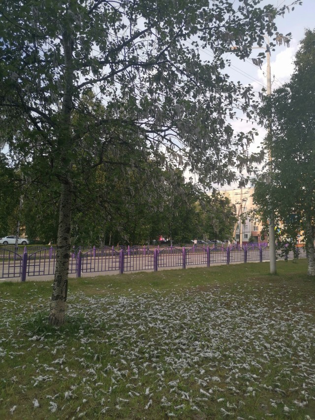 Тополиный пух