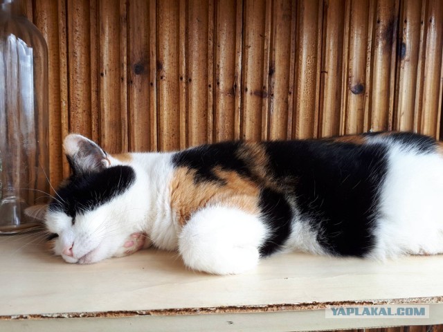 Котовторник (свои добавляем)