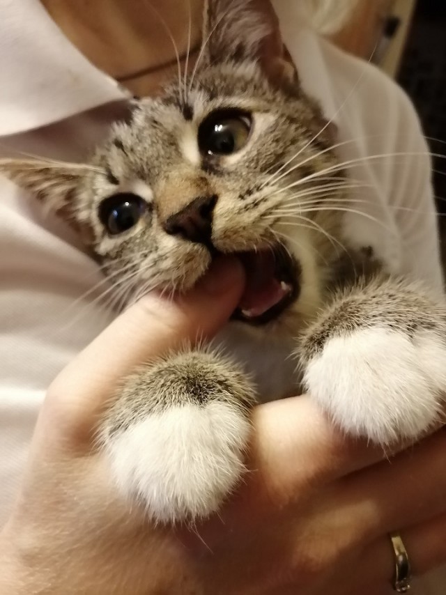 Котовторник - по расписанию!