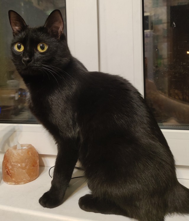 Котовторнику посвящается