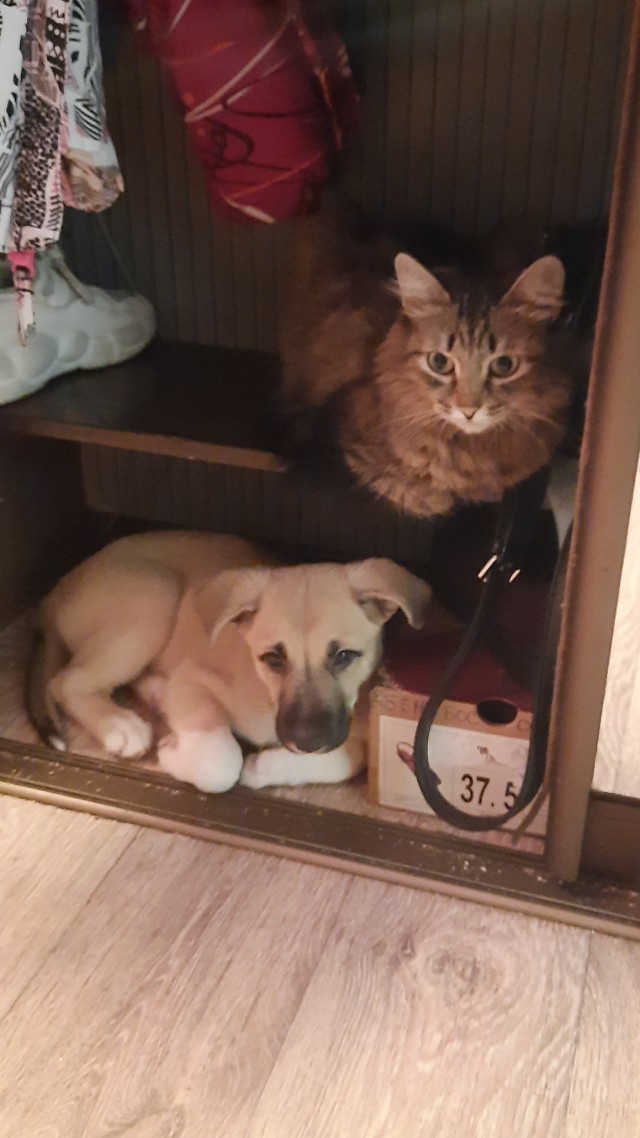 Кот Мурчелло
