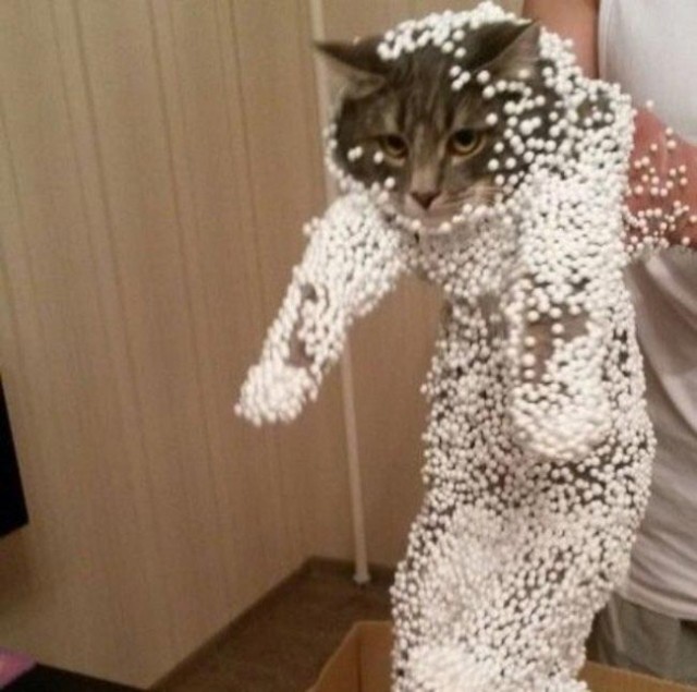 Забавные и милые котейки