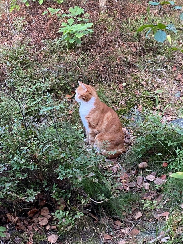 Котовторник