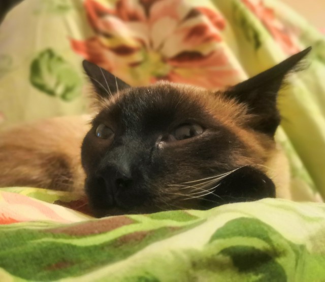 А это мой котан к котовторнику