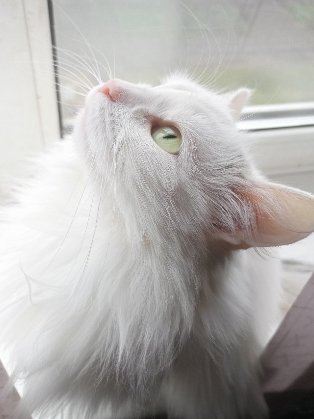 Я понимаю, что не котовторник.