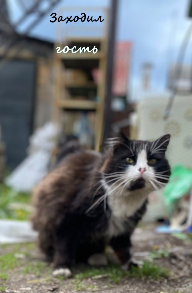 Жизнь домашнего приюта "Котоленд" 335