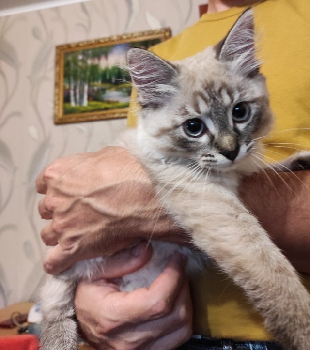 Хоть и не котовторник