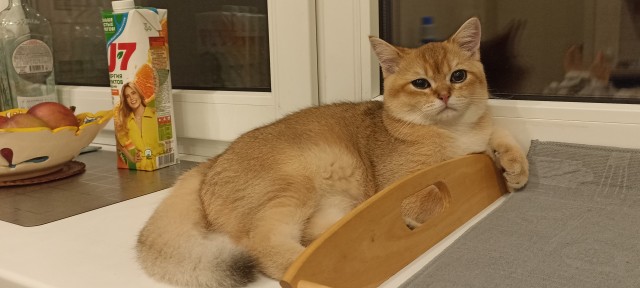 Котовторник 18.10.22