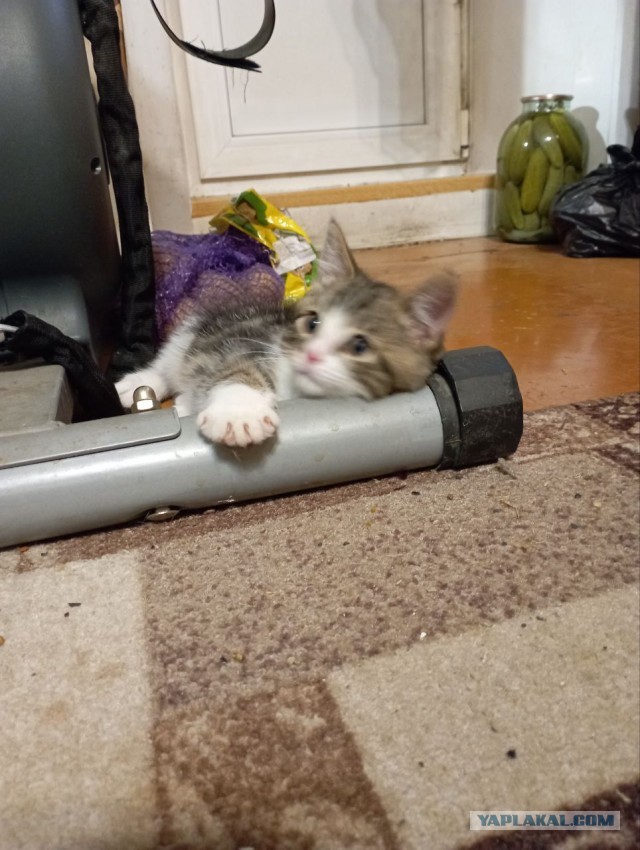 Котовторник, пополнение