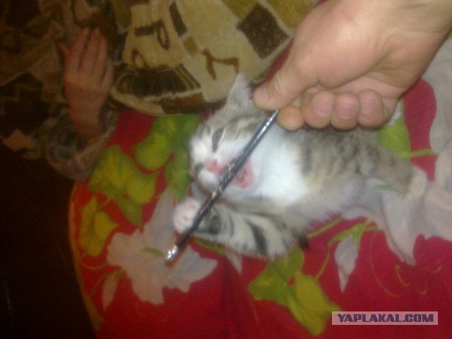 Котовторник  19.03.2013
