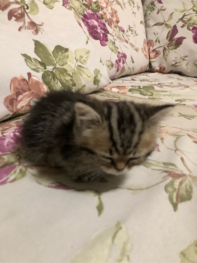 Даёшь котов в этот вторник!