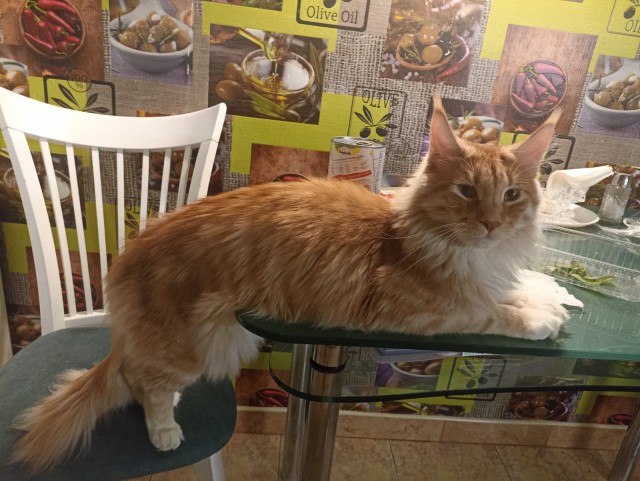 Кошка