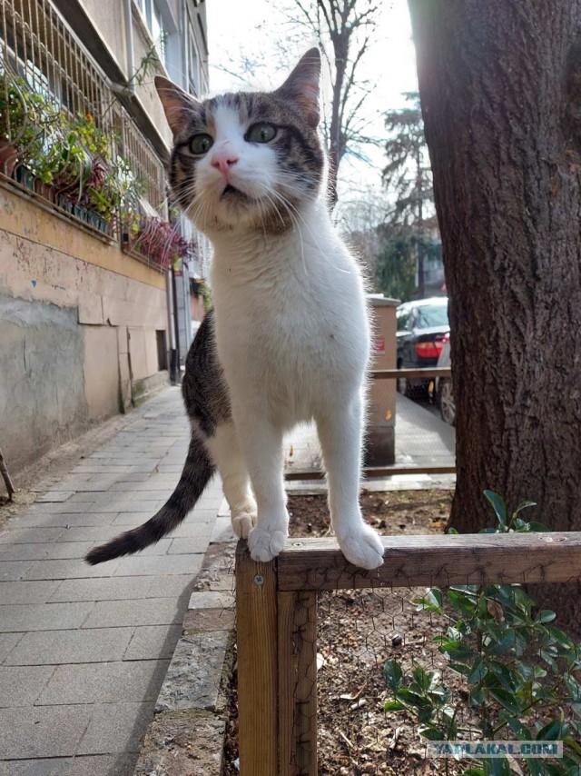 Котики Стамбула