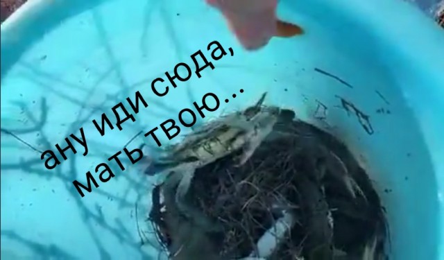 Ловим краба