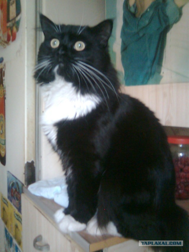 Котовторник 16.04.2013