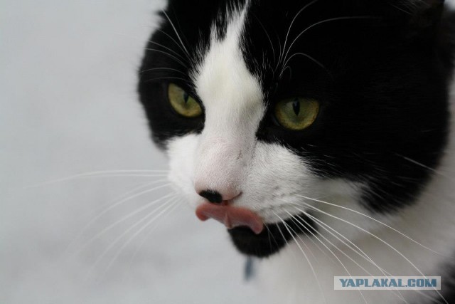 Котовторник 16.04.2013