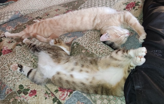 Позы для сна у кошек - что они означают?