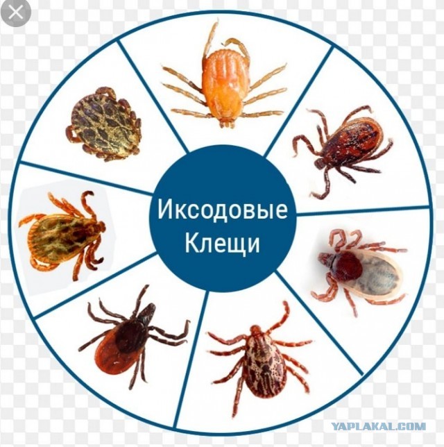 Про пассатижи и плоскогубцы