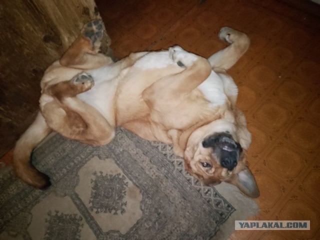 Жизнь домашнего приюта для котеек 475