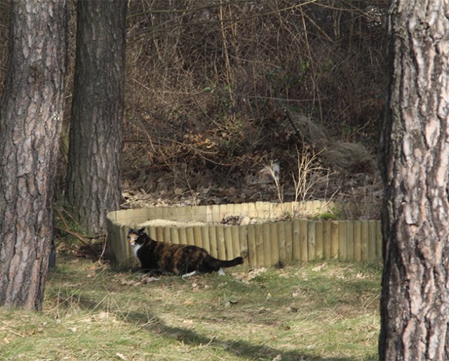Котовторник  07.05.2013