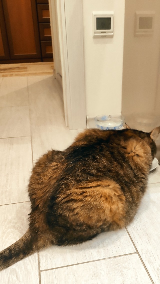 Толстые коты