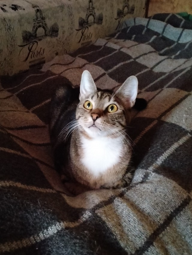 А в следующей жизни я хотел бы быть котом