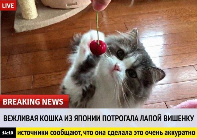 Котовторник в картинках