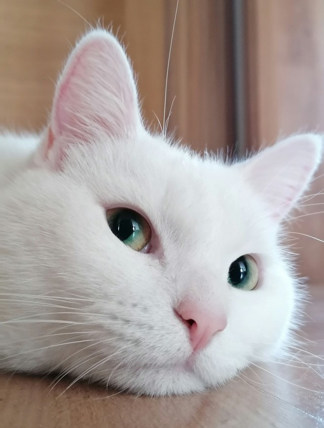 Котовторник, от мала до велика