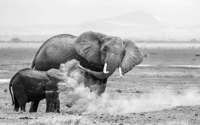 Самые забавные фото животных: опубликованы снимки конкурса The Nature Photography Contest 2024 в номинации «Юмор в природе»