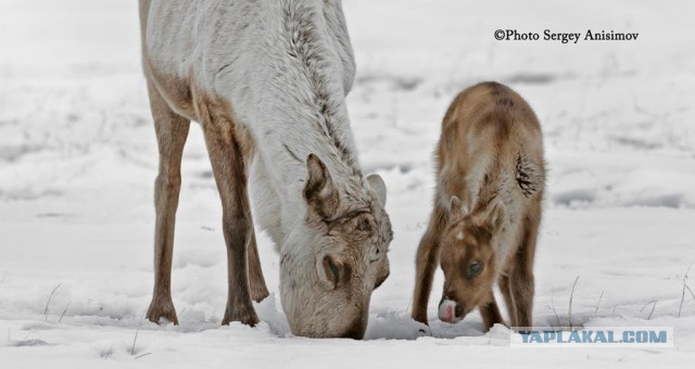 Красота! Лето на Ямале. Фото