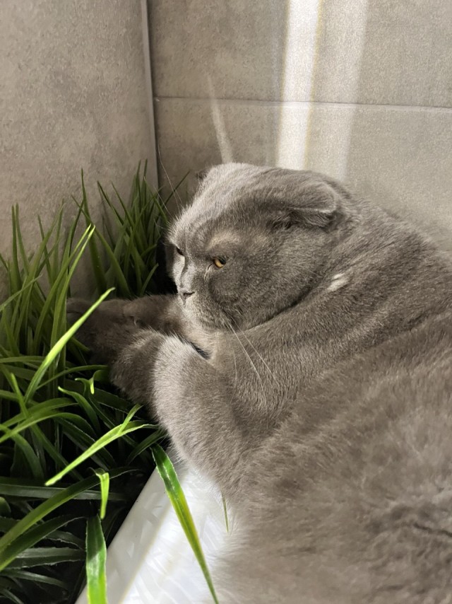 Котовторник