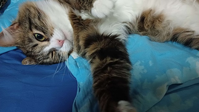 Литболталка