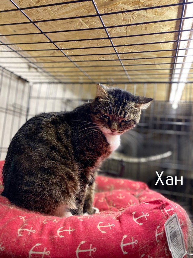 Жизнь домашнего приюта "Котоленд" 518