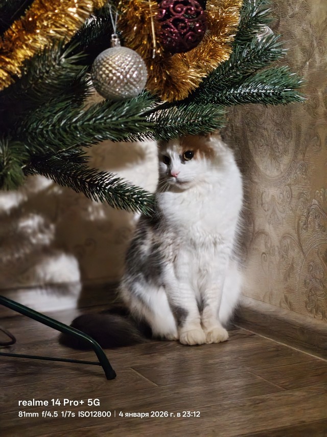 Котовторники в 2026 отменили?