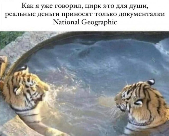Картинки, веселые и глупые