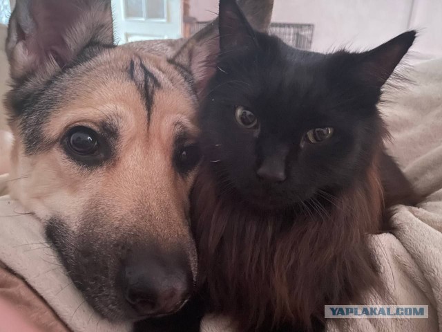 Ну все таки котовторник...