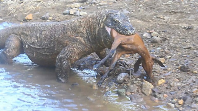 Комодский варан: Мегаящеры, способные завалить буйвола. Весь остров дрожит от их тирании