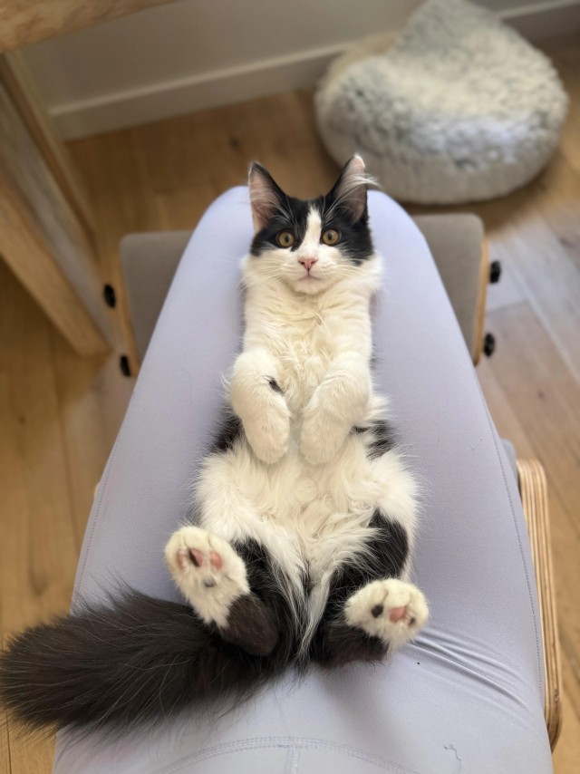 Рандомных фото котов тред
