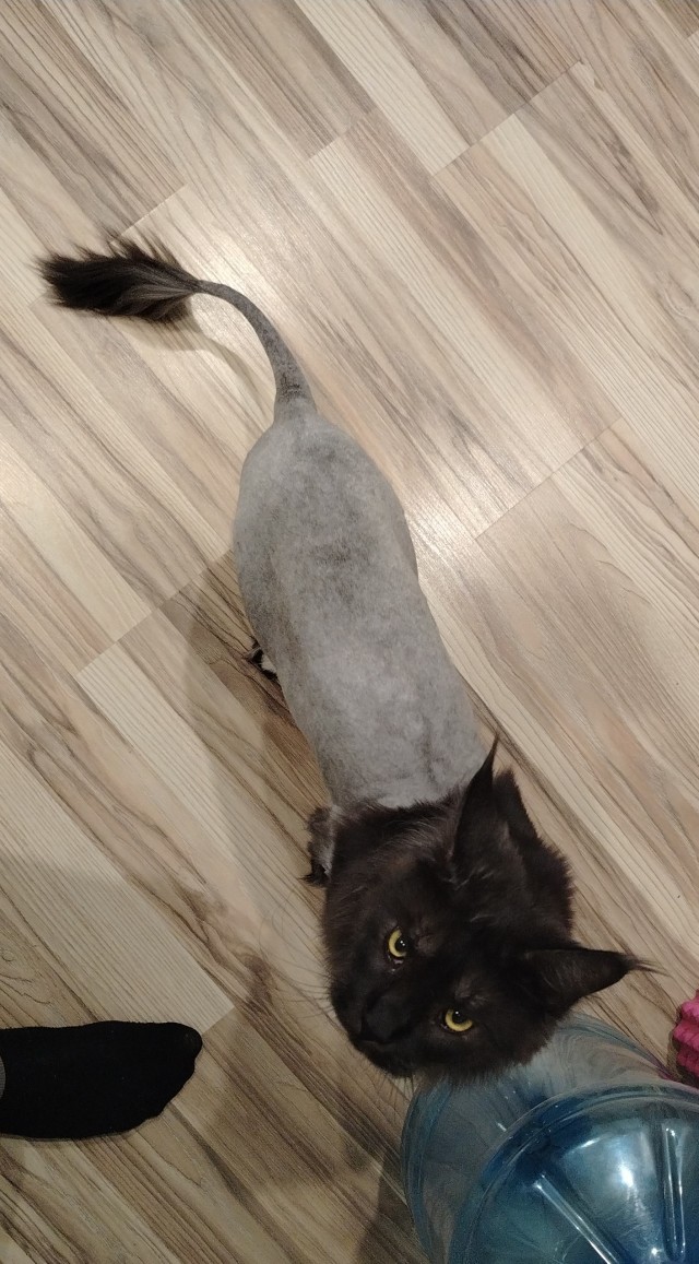 К котовторнику.