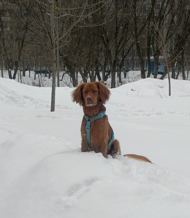 Собакочетверг. Разбавим темы про котов фотами своих питомцев