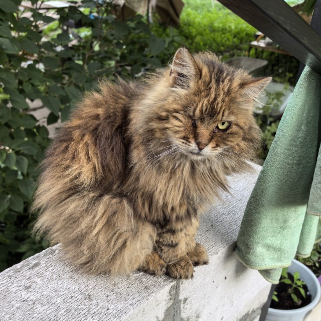 Котское.