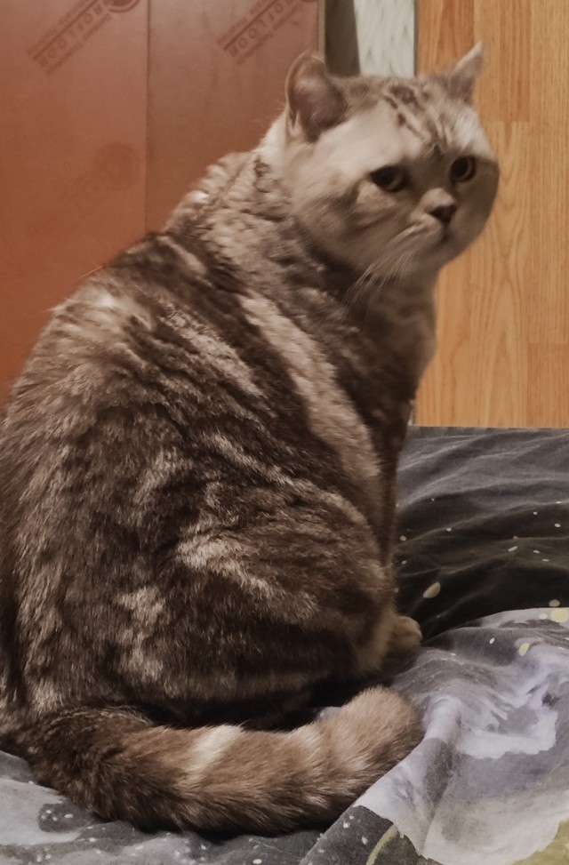 Котовторник 29.09.2026