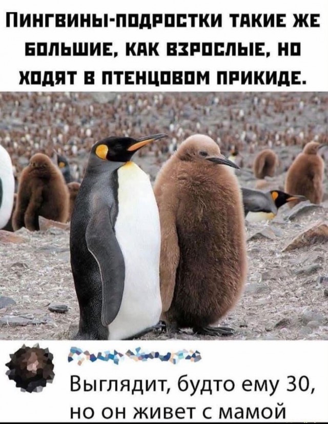 Если жизнь дала тебе лимон — сделай лимонад. Если жизнь дала тебе помидор — не пытайся сделать лимонад