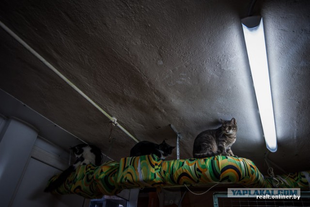 Репортаж из приюта для животных «Суперкот»