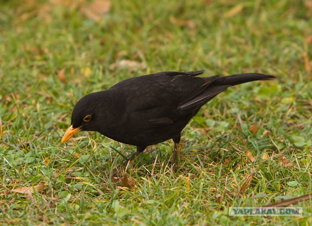 Черный волк